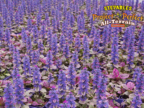 Ajuga reptans 'Burgundy Glow'